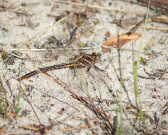 Phanogomphus lividus