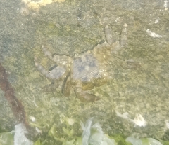 Pachygrapsus