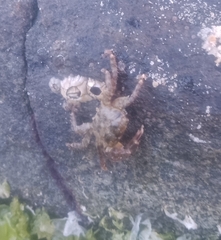Pachygrapsus