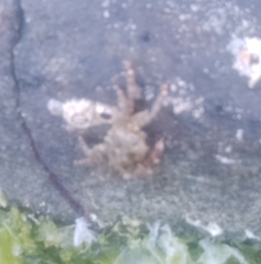 Pachygrapsus