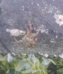 Pachygrapsus