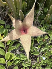 Stapelia gigantea