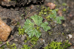 Riccia