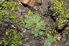 Riccia
