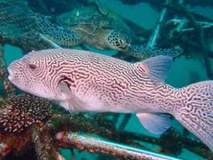 Arothron multilineatus