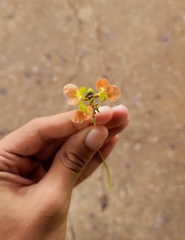 Macroptilium prostratum