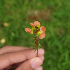 Macroptilium prostratum