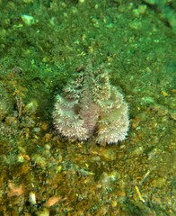 Ptilosarcus undulatus