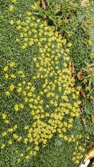 Azorella monantha