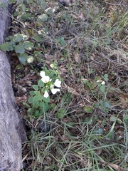 Cardamine californica
