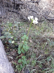 Cardamine californica