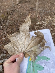 Kalopanax septemlobus