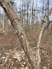 Kalopanax septemlobus