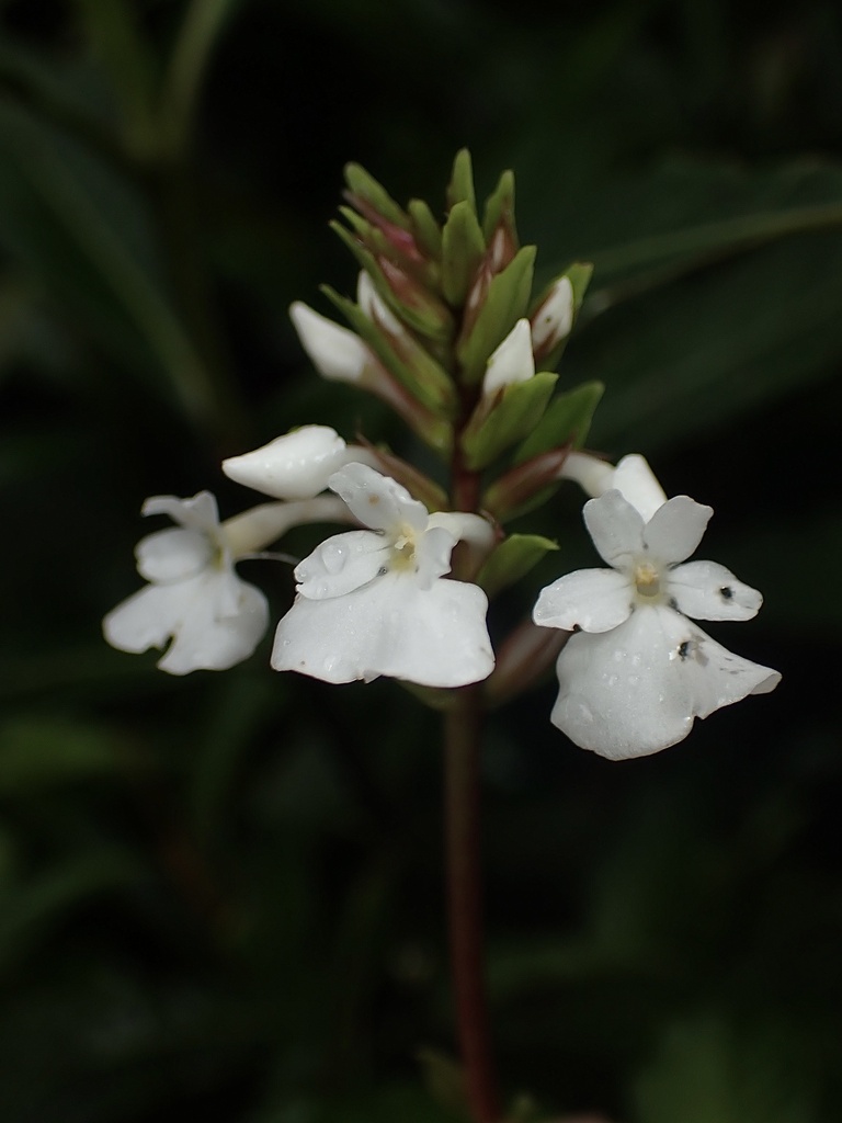 Neriacanthus
