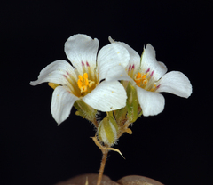 Linanthus demissus