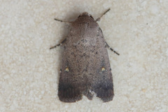 Proteuxoa tibiata