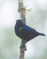 Euphonia pectoralis
