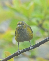 Euphonia pectoralis
