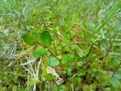 Gonocarpus aggregatus