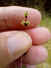 Gonocarpus aggregatus