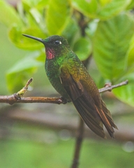 Heliodoxa rubricauda