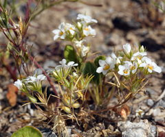 Linanthus demissus