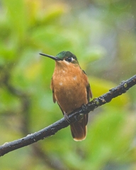 Heliodoxa rubricauda