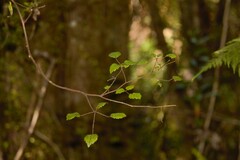 Rubus australis