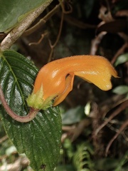 Columnea strigosa