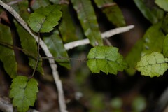 Rubus australis