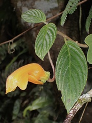 Columnea strigosa