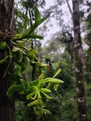 Epidendrum difforme