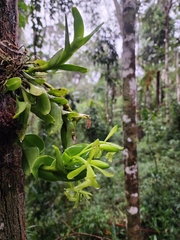 Epidendrum difforme