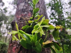 Epidendrum difforme