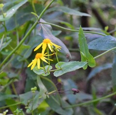 Senecio velleioides
