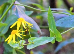 Senecio velleioides