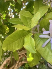 Petrea