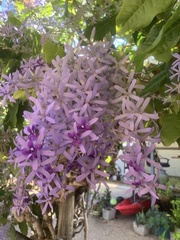 Petrea