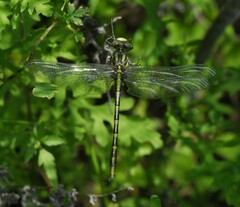 Phanogomphus