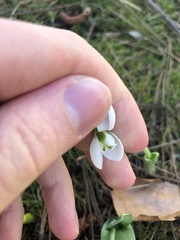Galanthus elwesii