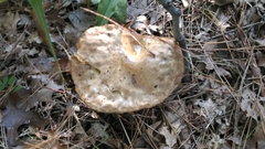 Fomitopsis betulina