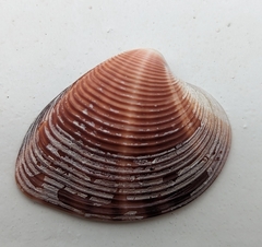 Lamelliconcha concinna