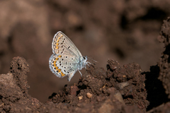 Plebejus melissa