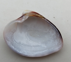 Lamelliconcha concinna