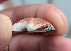 Lamelliconcha concinna