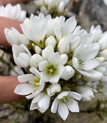 Gentianella corymbifera