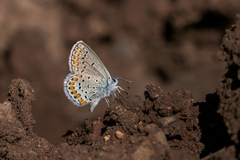 Plebejus melissa