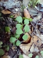 Azorella hookeri