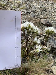 Gentianella corymbifera