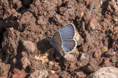 Plebejus melissa